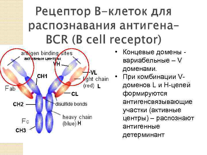  • Концевые домены вариабельныe – V доменами. • При комбинации Vдоменов L и