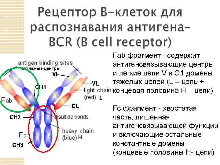  • Fab фрагмент - содержит антигенсвязывающие центры и легкие цепи V и С