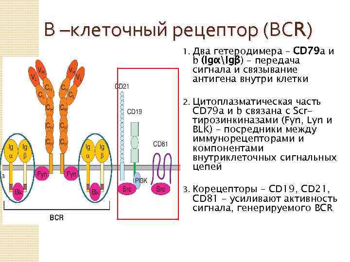 Функции рецепторов