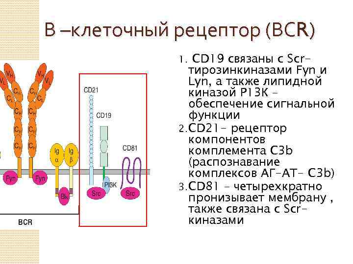 Сигнальную функцию в организме выполняет белок