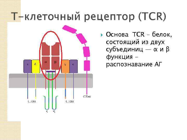  Основа TCR - белок, состоящий из двух субъединиц — α и β функция