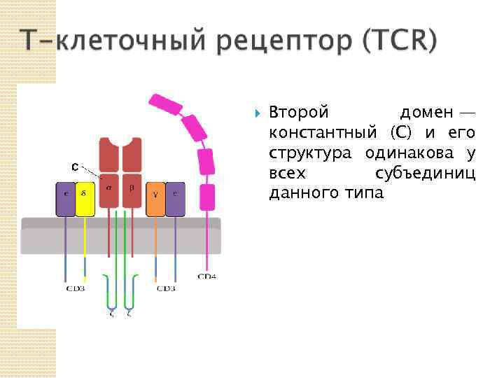 Рецептор клетки. Структура т-клеточного рецептора (TCR).. Строение TCR рецепторов. Схема строения TCR рецептора. T клеточный Рецептор строение и функции.