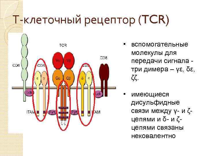Т-клеточный рецептор (TCR) • вспомогательные молекулы для передачи сигнала три димера – γε, δε,