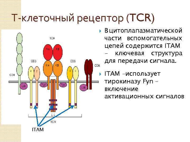 В 3 рецепторы