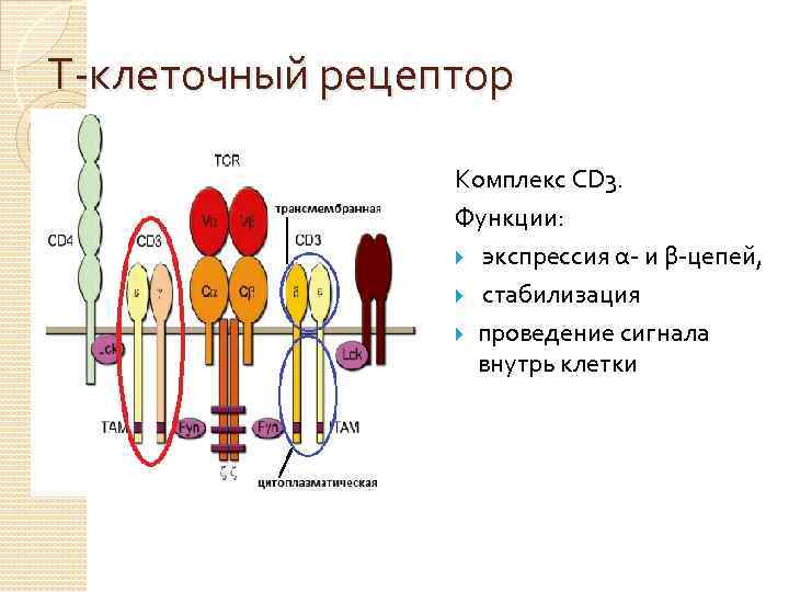 В 3 рецепторы