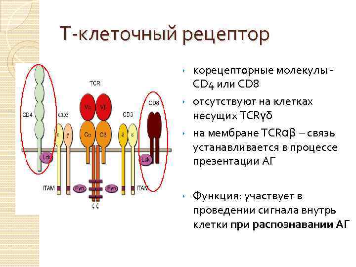 Т-клеточный рецептор корецепторные молекулы - CD 4 или CD 8 ‣ отсутствуют на клетках