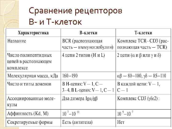 Сравнение рецепторов В- и Т-клеток 