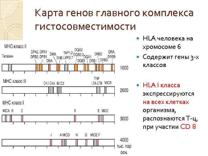 Карта генов главного комплекса гистосовместимости HLA человека на хромосоме 6 Содержит гены 3 -х