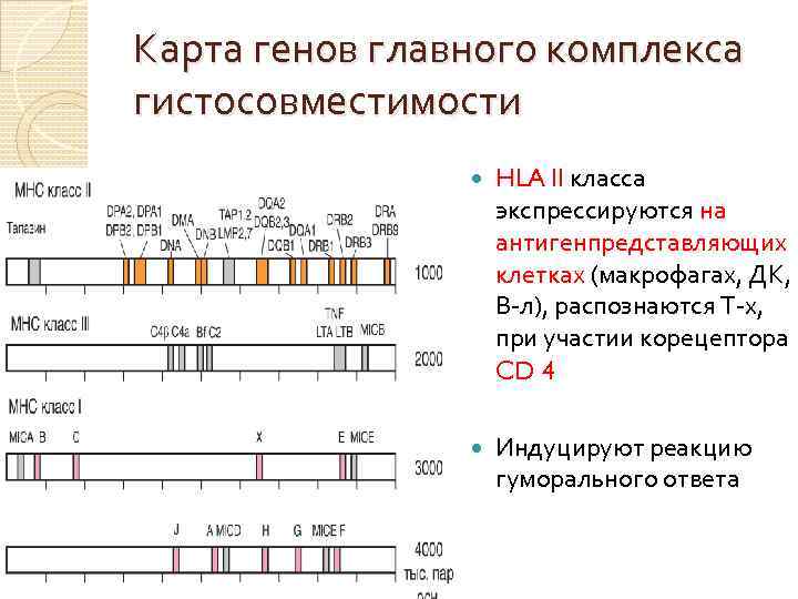 Карта генов главного комплекса гистосовместимости HLA II класса экспрессируются на антигенпредставляющих клетках (макрофагах, ДК,