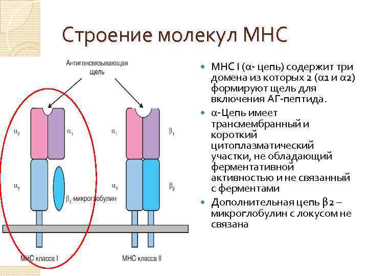 Антигены и паттерны Антиген — клетка или