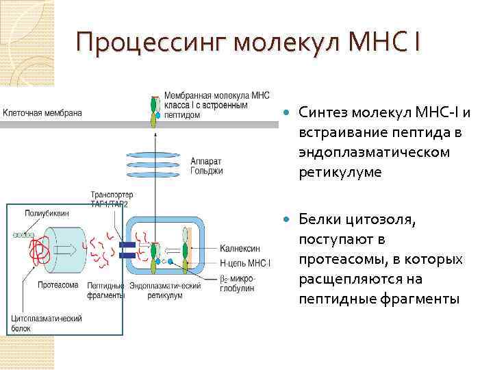  Процессинг молекул МНС I Синтез молекул MHC-I и встраивание пептида в эндоплазматическом ретикулуме