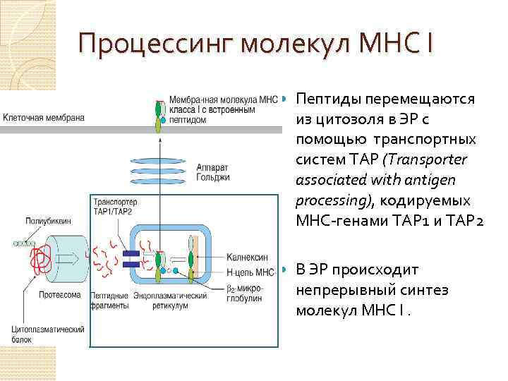  Процессинг молекул МНС I Пептиды перемещаются из цитозоля в ЭР с помощью транспортных