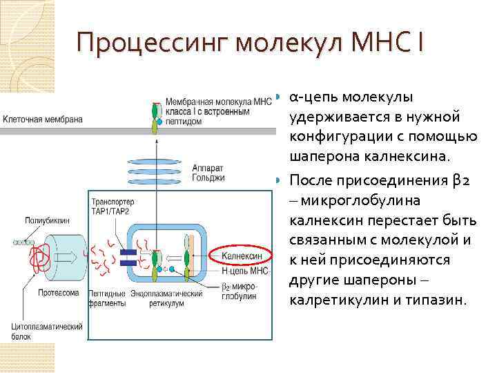  Процессинг молекул МНС I α-цепь молекулы удерживается в нужной конфигурации с помощью шаперона