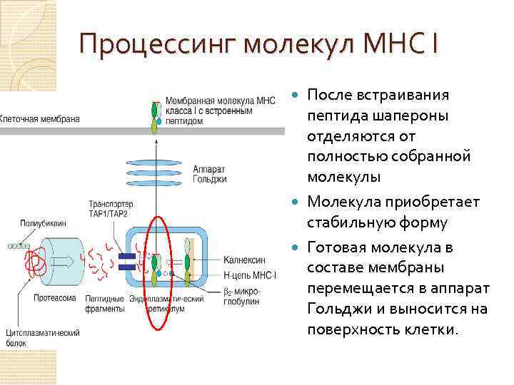  Процессинг молекул МНС I После встраивания пептида шапероны отделяются от полностью собранной молекулы