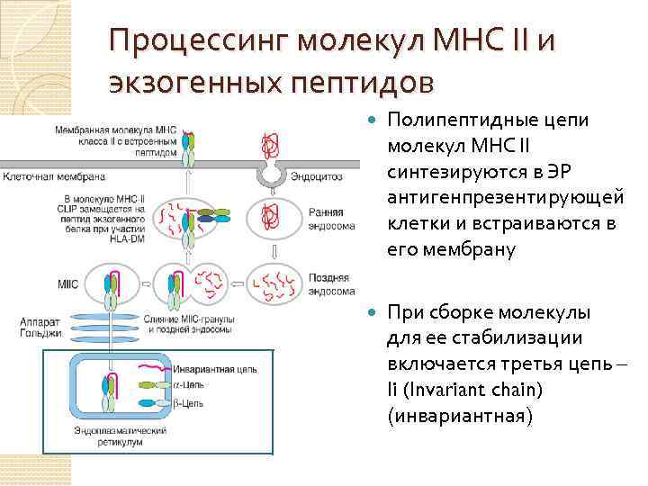 Процессинг молекул МНС II и экзогенных пептидов Полипептидные цепи молекул МНС II синтезируются в