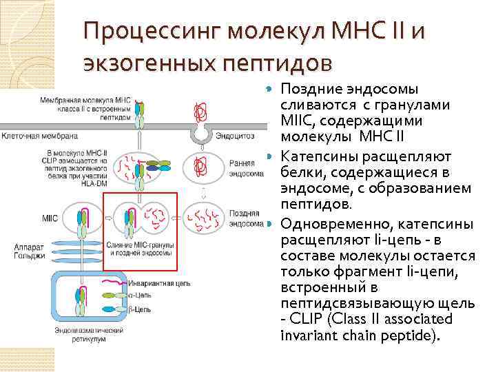 Процессинг молекул МНС II и экзогенных пептидов Поздние эндосомы сливаются с гранулами МIIС, содержащими