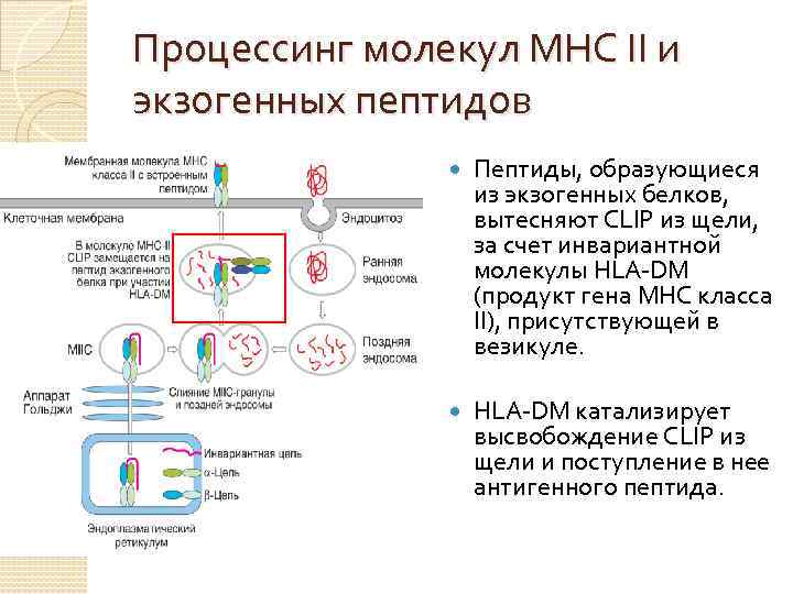 Процессинг молекул МНС II и экзогенных пептидов Пептиды, образующиеся из экзогенных белков, вытесняют CLIP