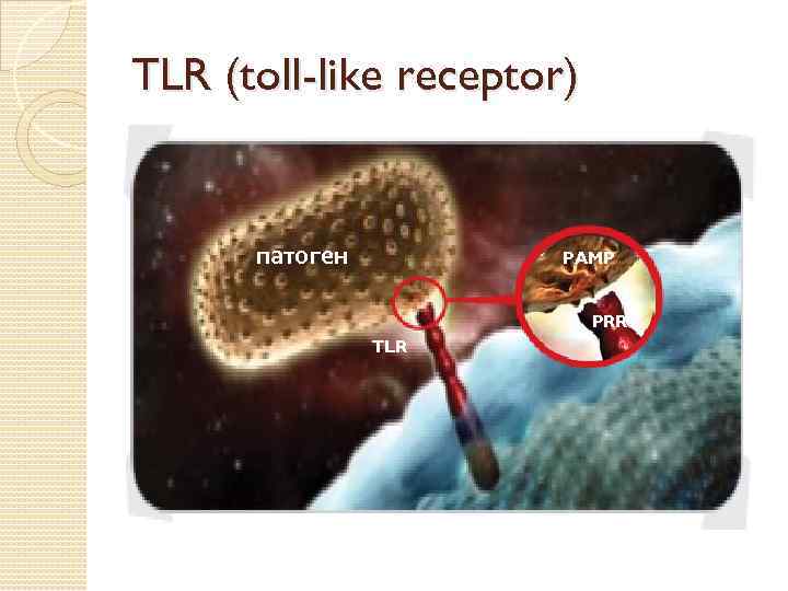 TLR (toll-like receptor) патоген PAMP PRR TLR 