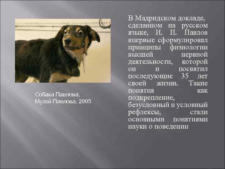 Собака Павлова, Музей Павлова, 2005 В Мадридском докладе, сделанном на русском языке, И. П.