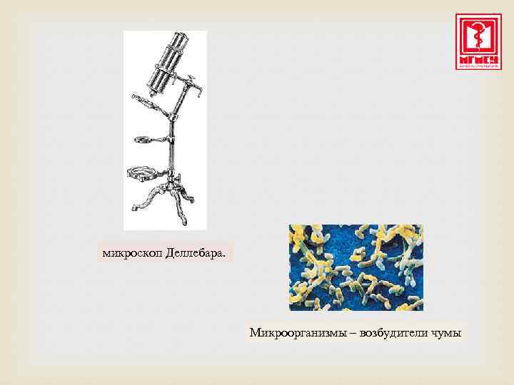 микроскоп Деллебара. Микроорганизмы – возбудители чумы 