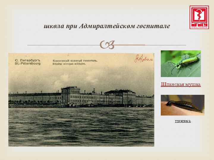 школа при Адмиралтейском госпитале Шпанская мушка пиявка 