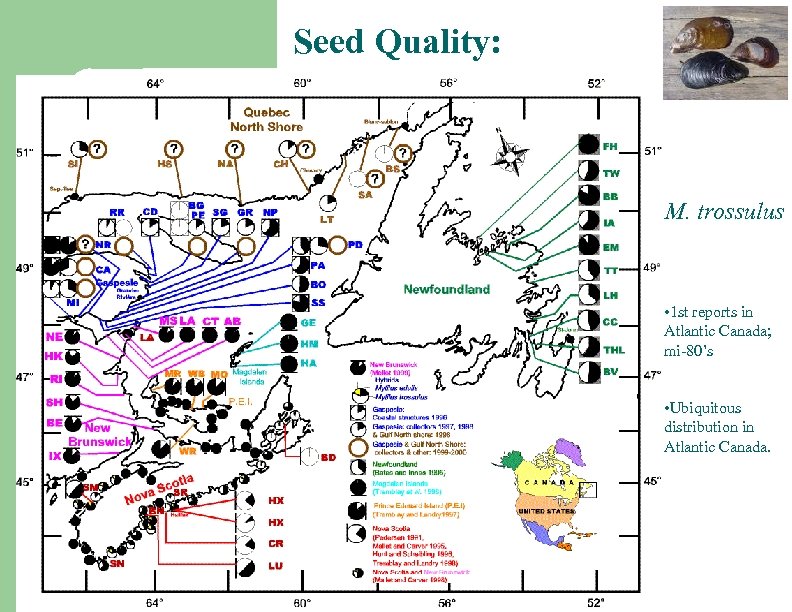 Seed Quality: M. trossulus • 1 st reports in Atlantic Canada; mi-80’s • Ubiquitous