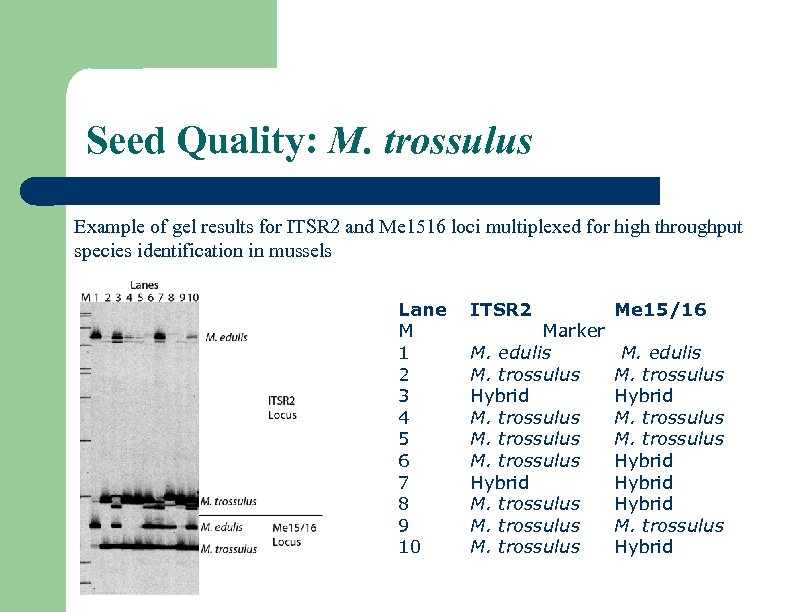 Seed Quality: M. trossulus Example of gel results for ITSR 2 and Me 1516