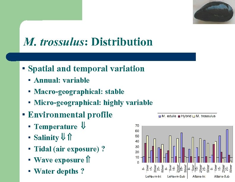 M. trossulus: Distribution ▪ Spatial and temporal variation ▪ Annual: variable ▪ Macro-geographical: stable