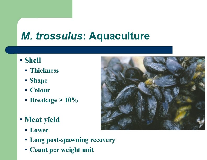 M. trossulus: Aquaculture ▪ Shell ▪ ▪ Thickness Shape Colour Breakage > 10% ▪