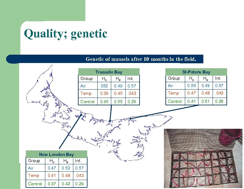 Quality; genetic Genetic of mussels after 10 months in the field. Int. St-Peters Bay