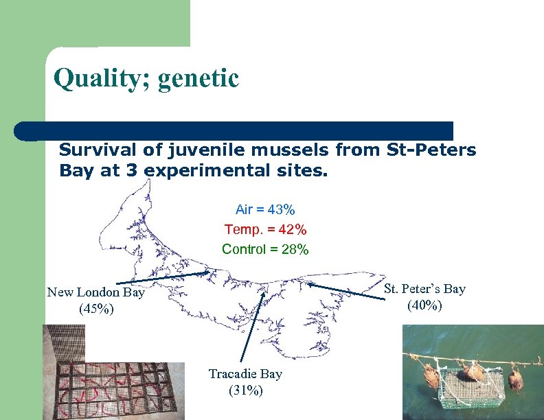 Quality; genetic Survival of juvenile mussels from St-Peters Bay at 3 experimental sites. Air