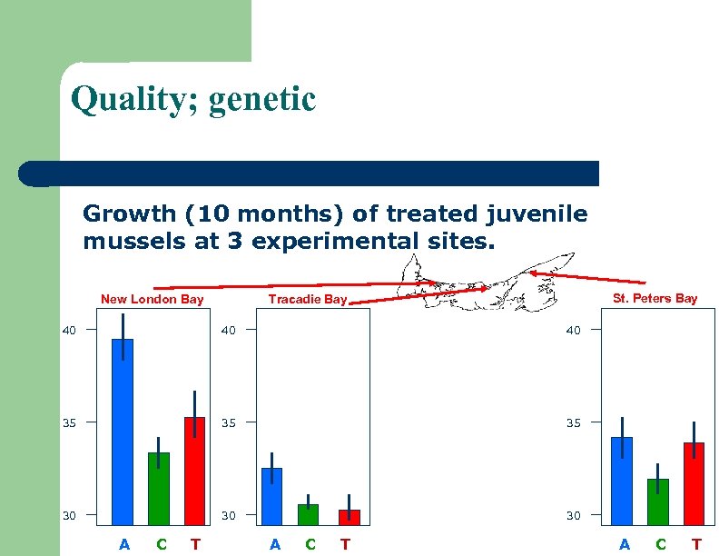 Quality; genetic Growth (10 months) of treated juvenile mussels at 3 experimental sites. New