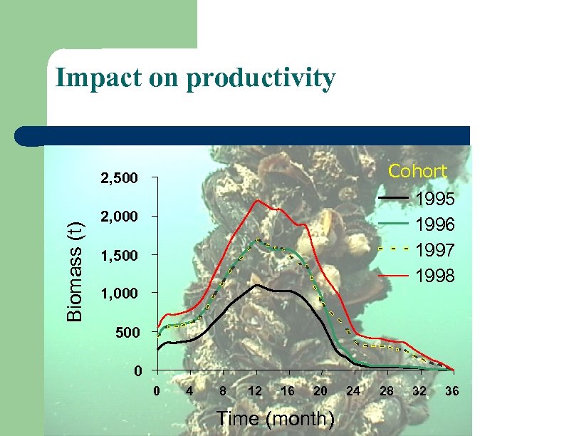 Impact on productivity Cohort Biomass (t) 2, 500 1995 1996 1997 1998 2, 000