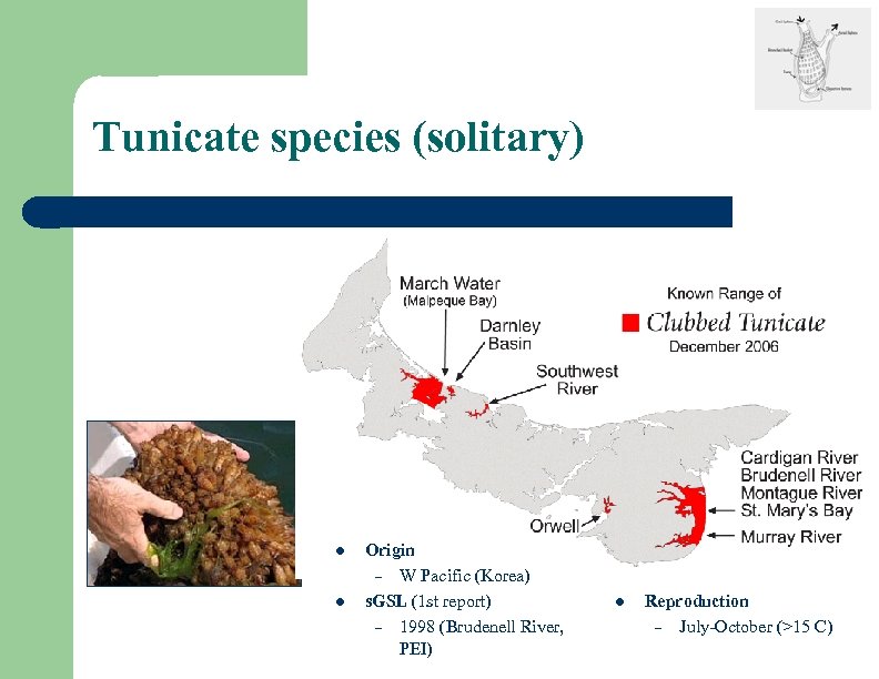 Tunicate species (solitary) l l Origin – W Pacific (Korea) s. GSL (1 st