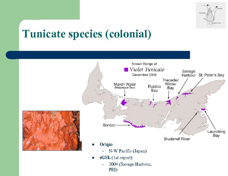 Tunicate species (colonial) l l Origin – N-W Pacific (Japan) s. GSL (1 st