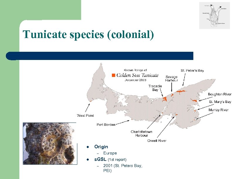 Tunicate species (colonial) l Origin – l Europe s. GSL (1 st report) –