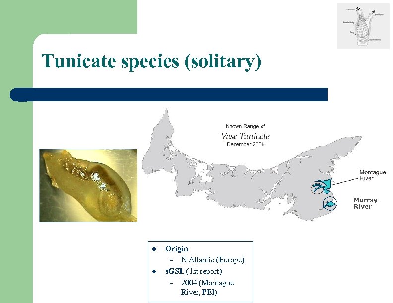 Tunicate species (solitary) Murray River l l Origin – N Atlantic (Europe) s. GSL