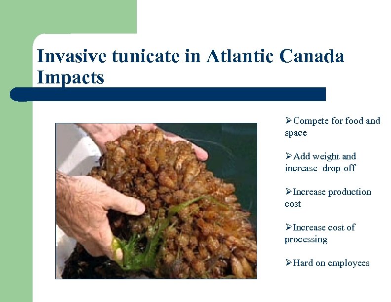 Invasive tunicate in Atlantic Canada Impacts ØCompete for food and space ØAdd weight and