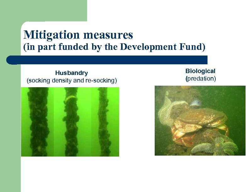 Mitigation measures (in part funded by the Development Fund) Husbandry (socking density and re-socking)