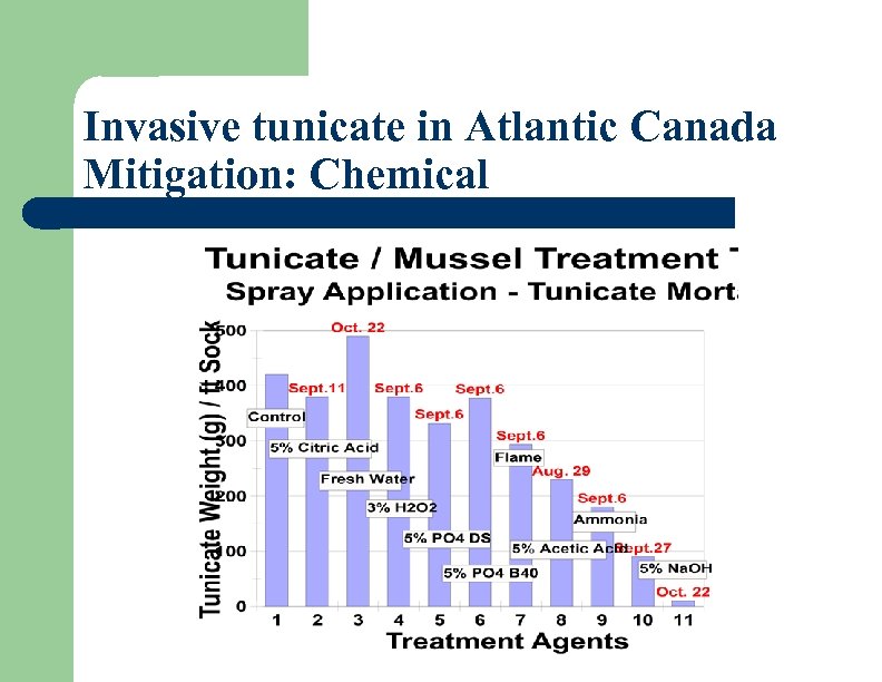 Invasive tunicate in Atlantic Canada Mitigation: Chemical 