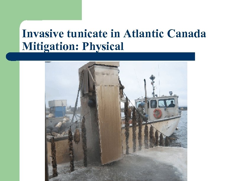 Invasive tunicate in Atlantic Canada Mitigation: Physical 