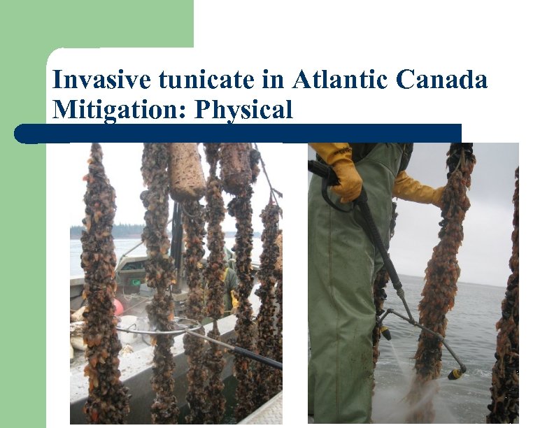 Invasive tunicate in Atlantic Canada Mitigation: Physical 