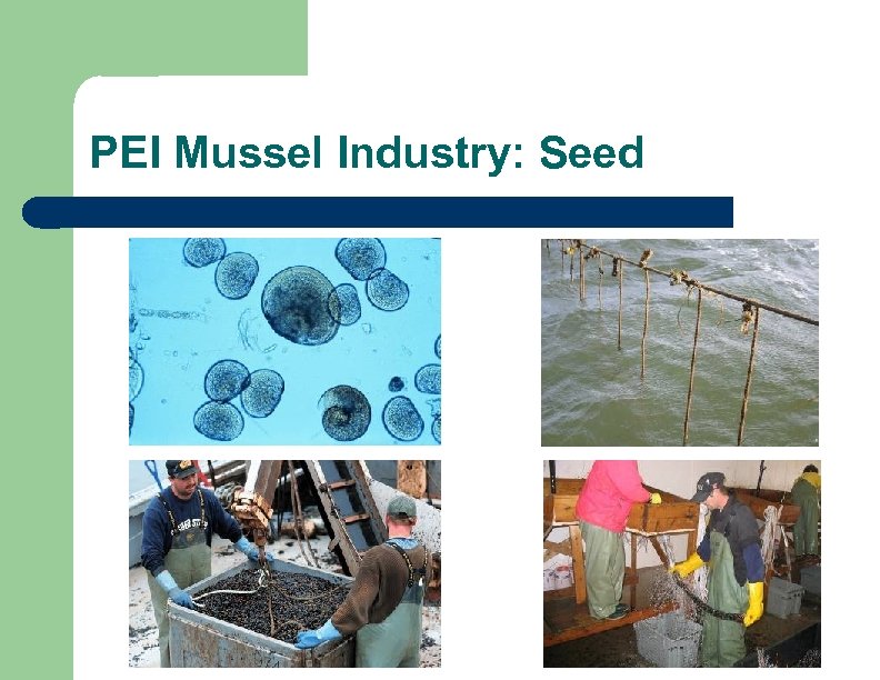 PEI Mussel Industry: Seed 