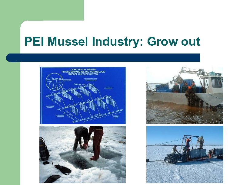 PEI Mussel Industry: Grow out 