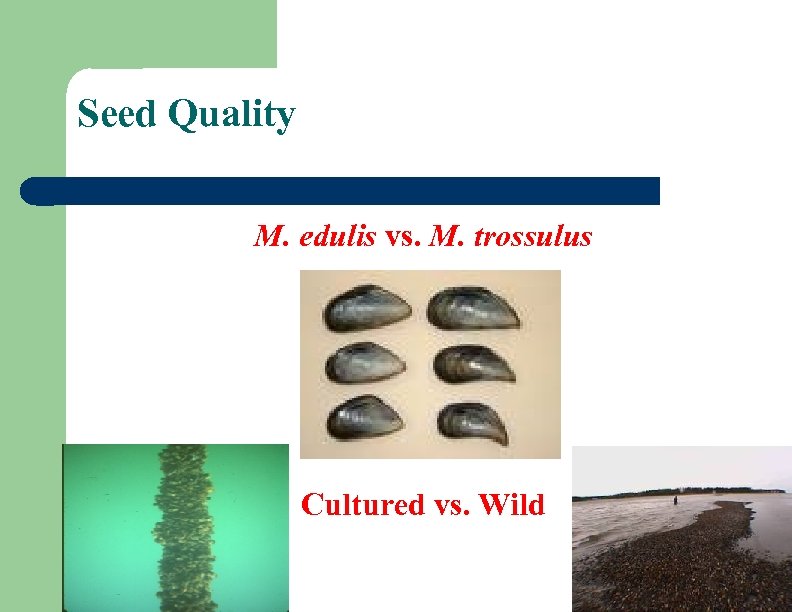 Seed Quality M. edulis vs. M. trossulus Cultured vs. Wild 