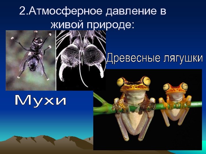 2. Атмосферное давление в живой природе: 