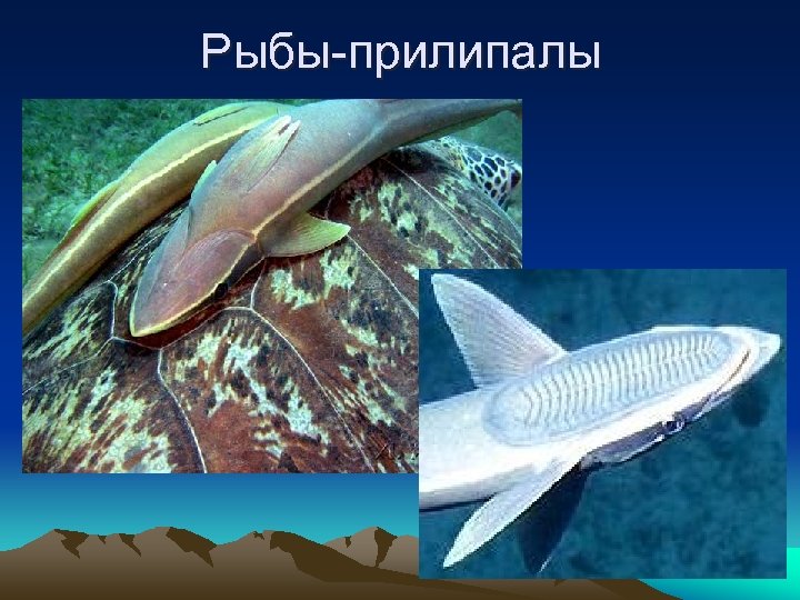Рыбы-прилипалы 