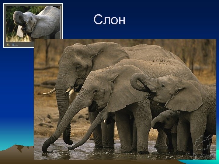 Слон 