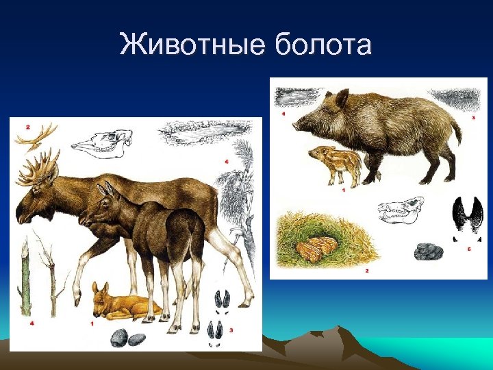 Животные болота 