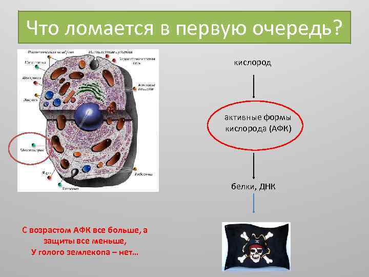 Что ломается в первую очередь? кислород активные формы кислорода (АФК) белки, ДНК С возрастом